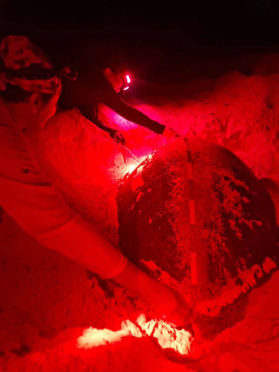 Protección en las costas de cozumel: la fpmc resguarda 361 nidos de tortuga marina en la presente temporada la revista del sureste mx Fotografía Nocturna Iluminada Con Luz Roja Que Muestra A Dos Brigadistas De Conservación Midiendo El Caparazón De Una Gran Tortuga Marina Sobre La Arena De Una Playa Durante Su Proceso De Anidación.