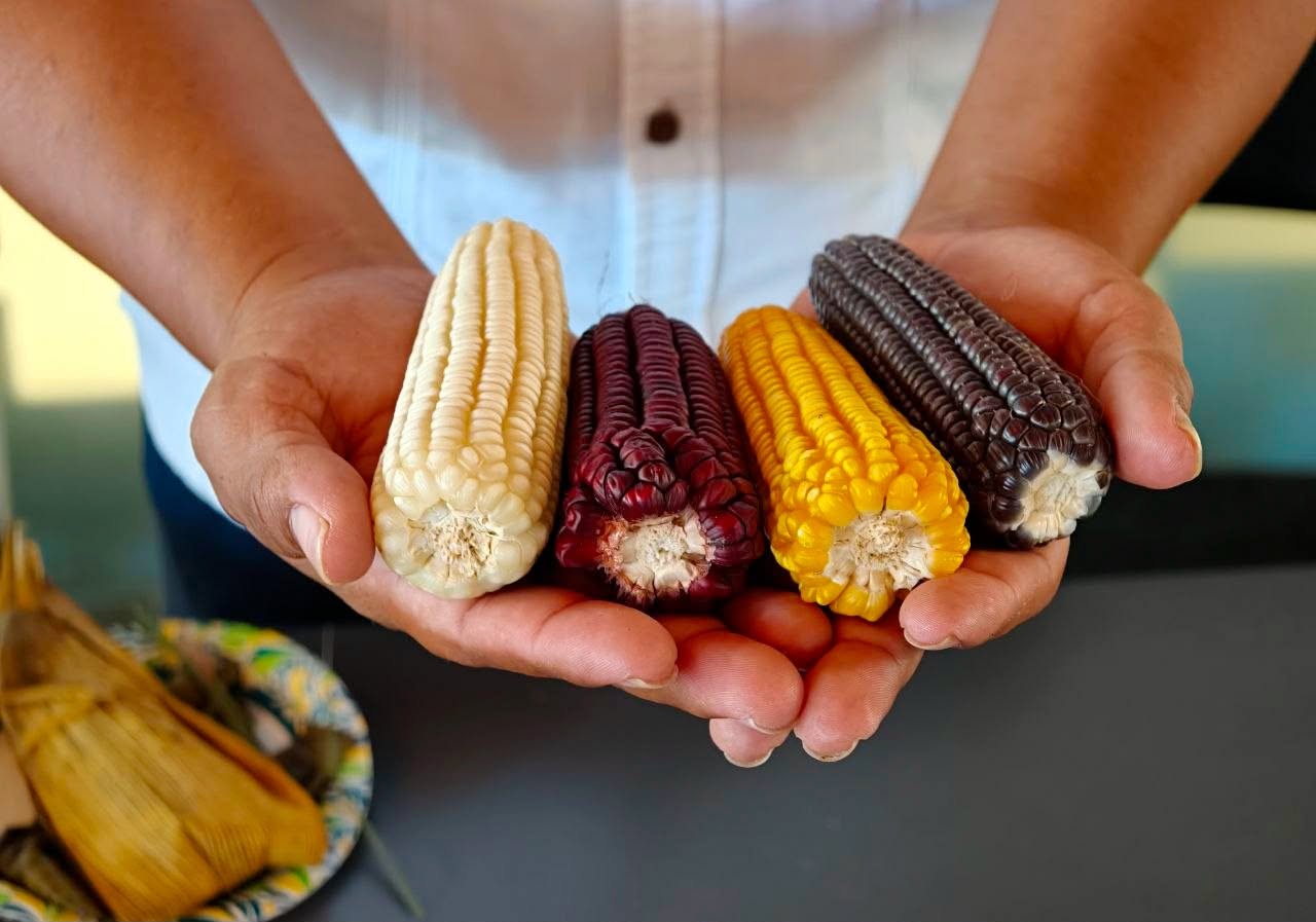 El Maiz Como Patrimonio Biocultural Yucatan Celebra Semillas Milpa Y Saberes Mayas 2