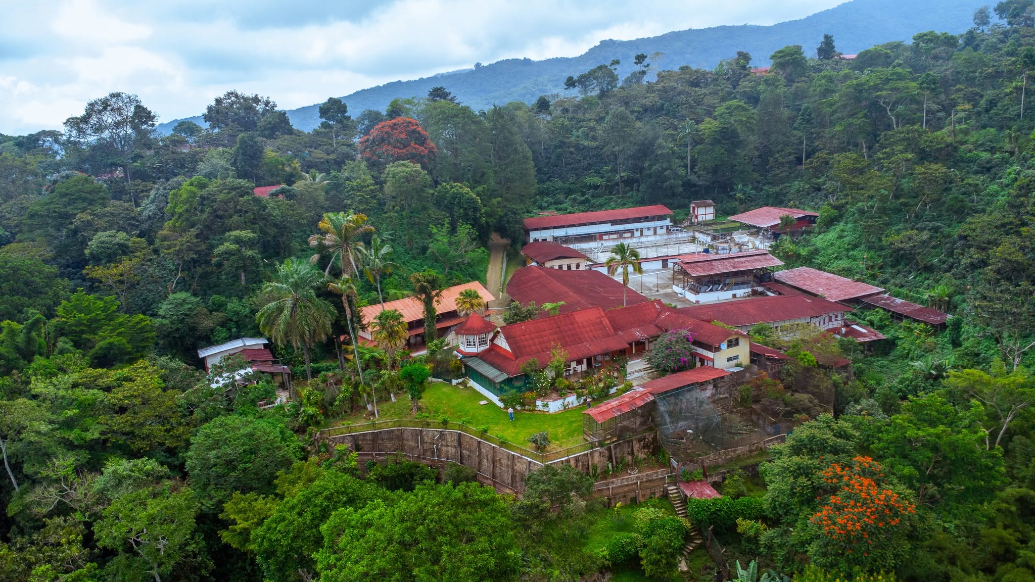 Vista Aérea De Una Finca Cafetalera Con Edificios De Techos Rojos Enclavada En Medio De Una Densa Selva Montañosa En Chiapas.
