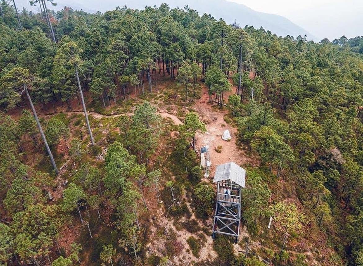 Oaxaca: senderismo en la sierra norte: turismo ecológico y comunitario para el fin de semana la revista del sureste mx Vista Aérea Cenital De Un Frondoso Bosque De Pinos En La Cumbre Ixtepeji, Mostrando Una Torre De Madera Y Senderos De Montaña.