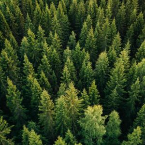 ¿qué es la reforestación? Conoce el proceso vital de plantar árboles para restaurar los ecosistemas y combatir el cambio climático la revista del sureste mx Vista Aérea Y Cenital De Un Denso Bosque Verde Compuesto Por Numerosos Pinos Y Árboles Altos Que Cubren Por Completo El Terreno.