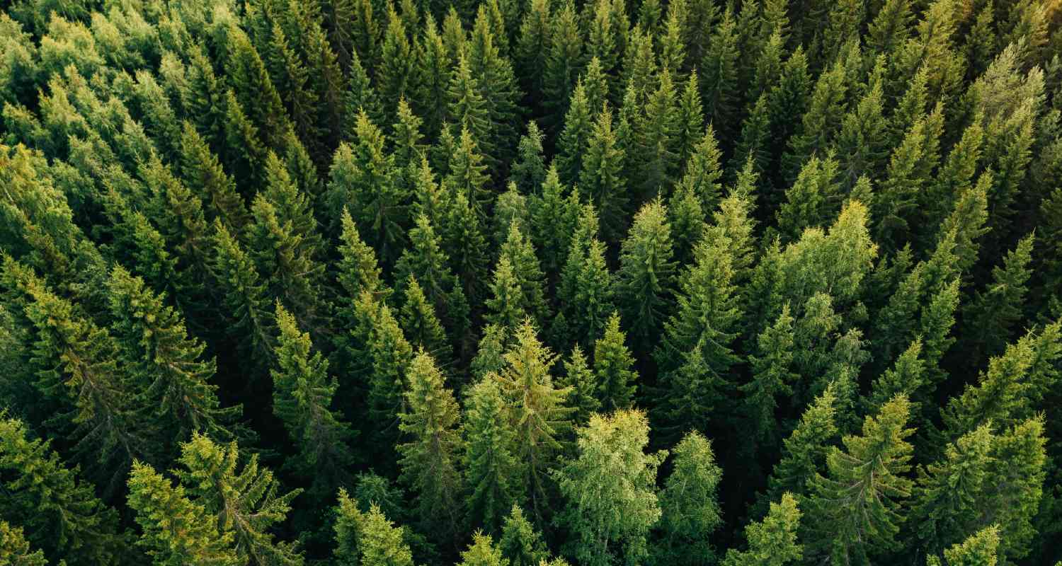 Vista Aérea Y Cenital De Un Denso Bosque Verde Compuesto Por Numerosos Pinos Y Árboles Altos Que Cubren Por Completo El Terreno.