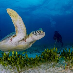Quintana roo consolida su liderazgo en el turismo de aventura: sedetur y aduanas unen fuerzas para potenciar la experiencia del buceo la revista del sureste mx Una Tortuga Marina Verde Nada Sobre Un Lecho De Pasto Marino, Con Dos Buceadores Observando En El Fondo Contra Un Agua Azul Profunda.