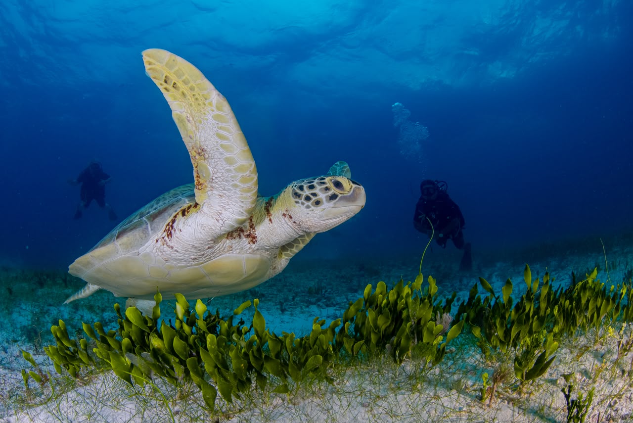 Una Tortuga Marina Verde Nada Sobre Un Lecho De Pasto Marino, Con Dos Buceadores Observando En El Fondo Contra Un Agua Azul Profunda.