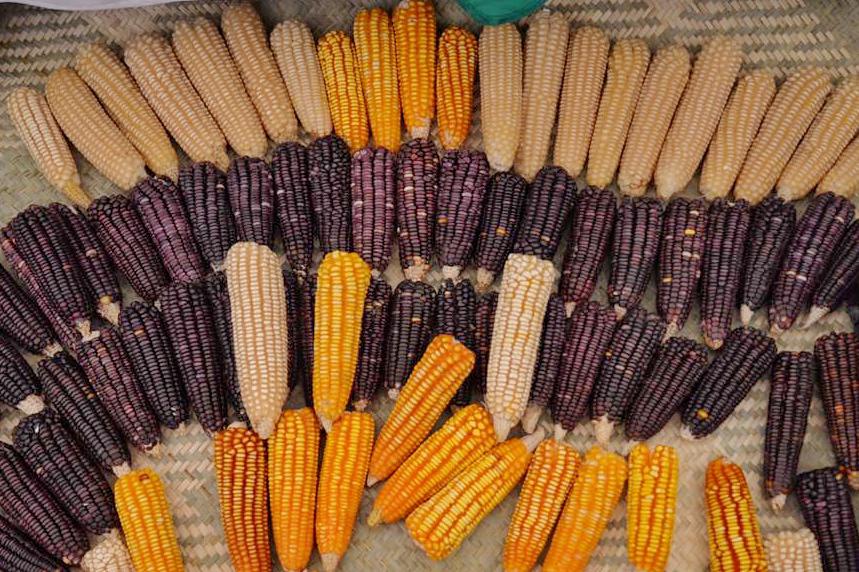 Muestra Cenital De Diversas Mazorcas De Maíz Nativo De Oaxaca En Tonos Blancos, Amarillos Y Púrpuras Dispuestas Sobre Una Superficie Tejida.