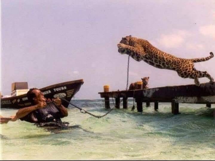 Tigres, jaguares y pumas: el calvario y la polémica detrás del caso de "pepe tigre" en cancún la revista del sureste mx Tigres Jaguares Y Pumas El Calvario Y La Polemica Detras Del Caso De Pepe Tigre En Cancun 4