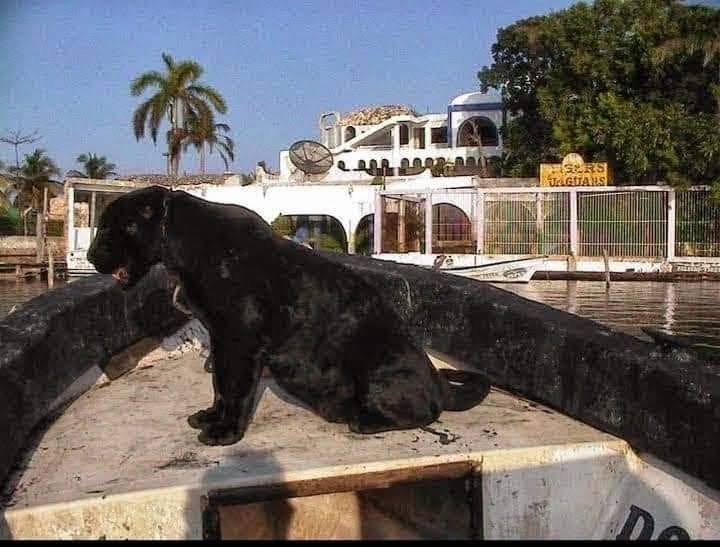 Tigres, jaguares y pumas: el calvario y la polémica detrás del caso de "pepe tigre" en cancún la revista del sureste mx Tigres Jaguares Y Pumas El Calvario Y La Polemica Detras Del Caso De Pepe Tigre En Cancun 5