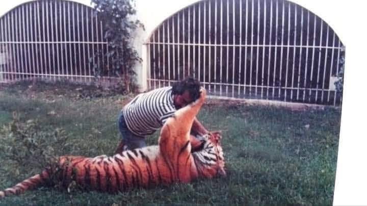 Tigres, jaguares y pumas: el calvario y la polémica detrás del caso de "pepe tigre" en cancún la revista del sureste mx Tigres Jaguares Y Pumas El Calvario Y La Polemica Detras Del Caso De Pepe Tigre En Cancun 6