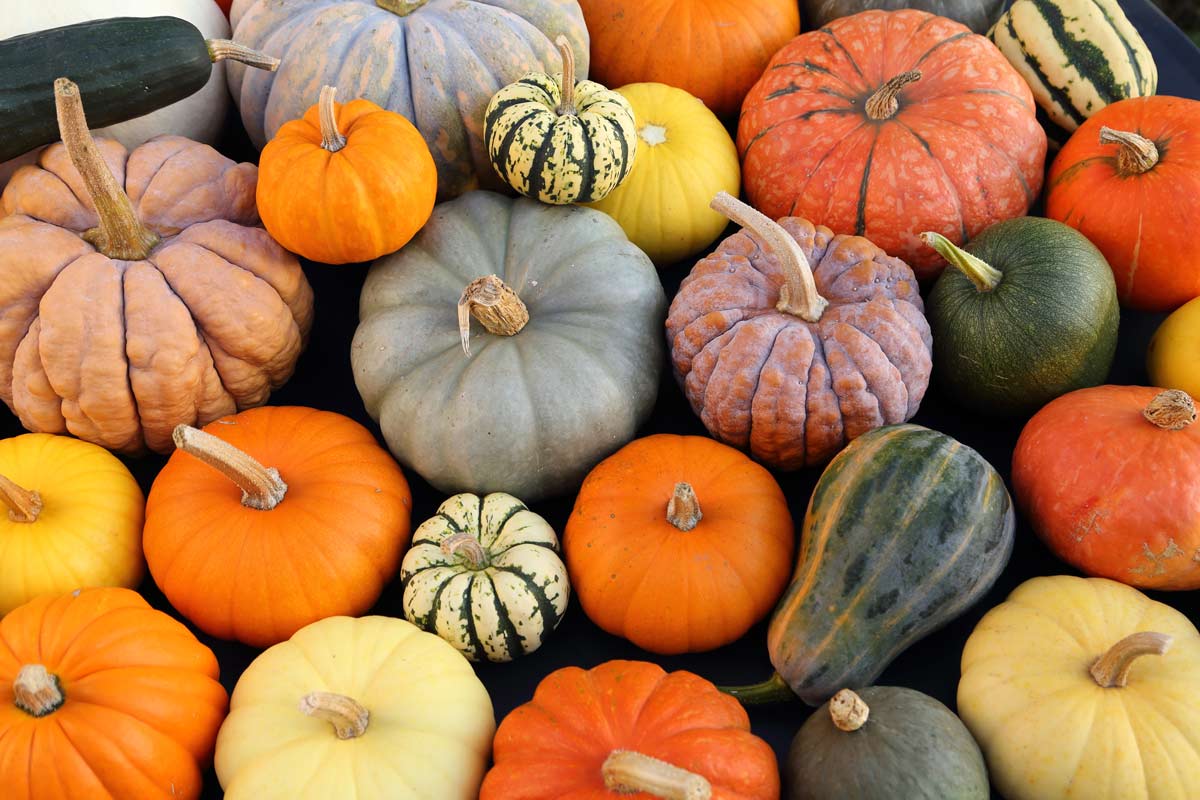 Calabaza de castilla en octubre: del campo a la mesa y a las ofrendas de día de muertos la revista del sureste mx Calabaza De Castilla En Octubre: Del Campo A La Mesa Y A Las Ofrendas De Día De Muertos