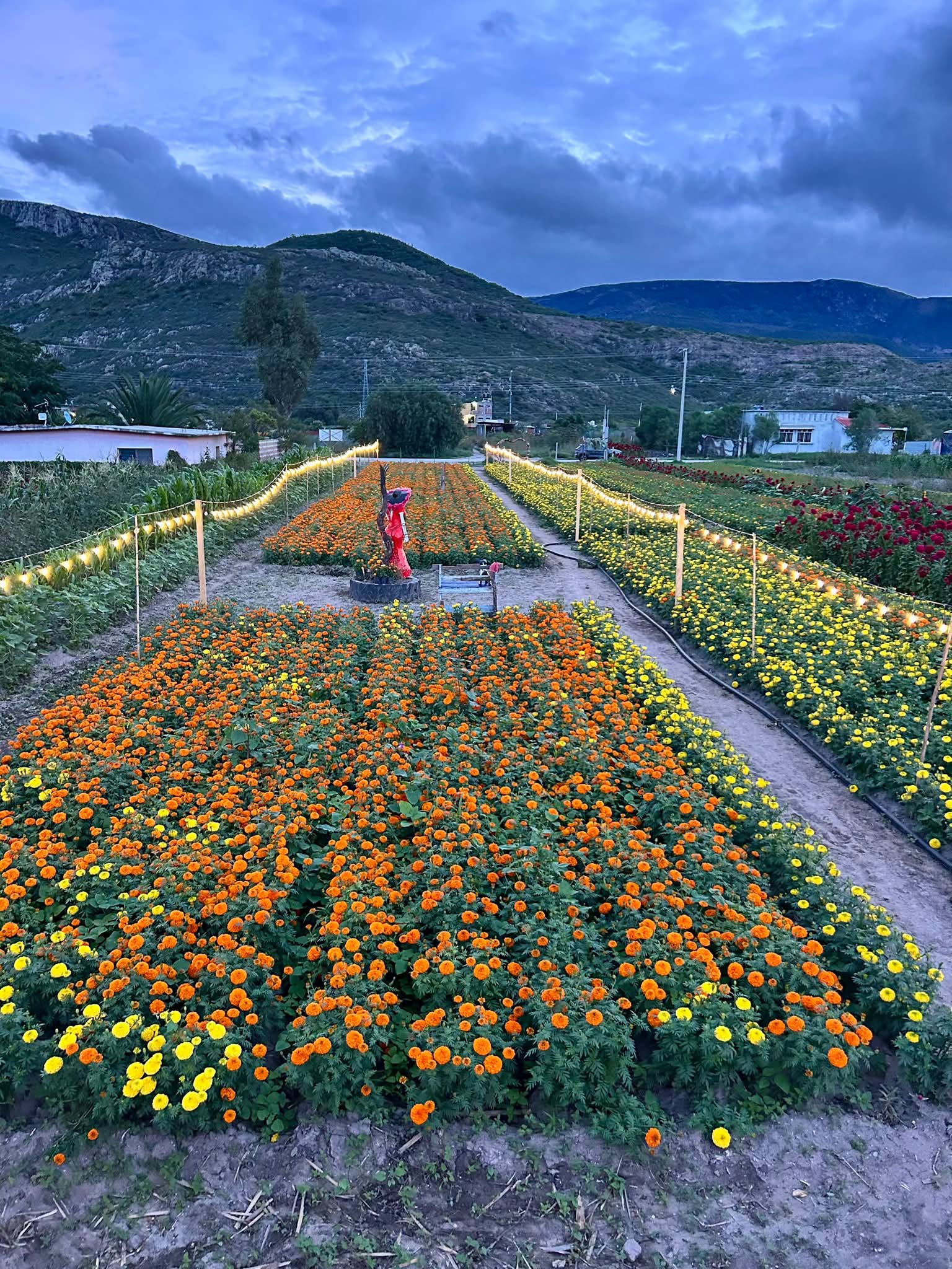 El Valle De Tlacolula Se Viste De Color Con El Festival De La Flor De Muerto En Union Zapata Oaxaca 2