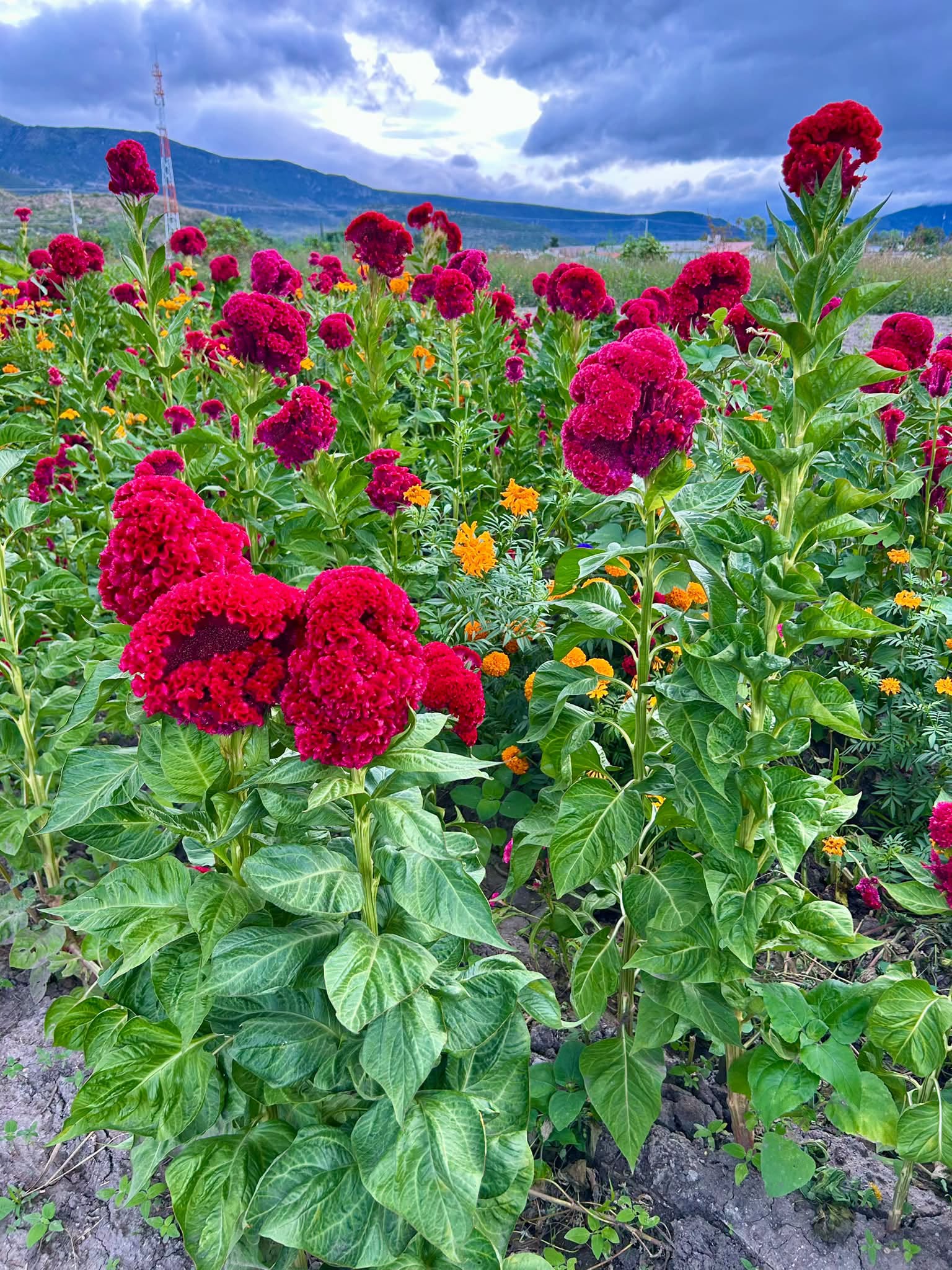 El Valle De Tlacolula Se Viste De Color Con El Festival De La Flor De Muerto En Union Zapata Oaxaca 3