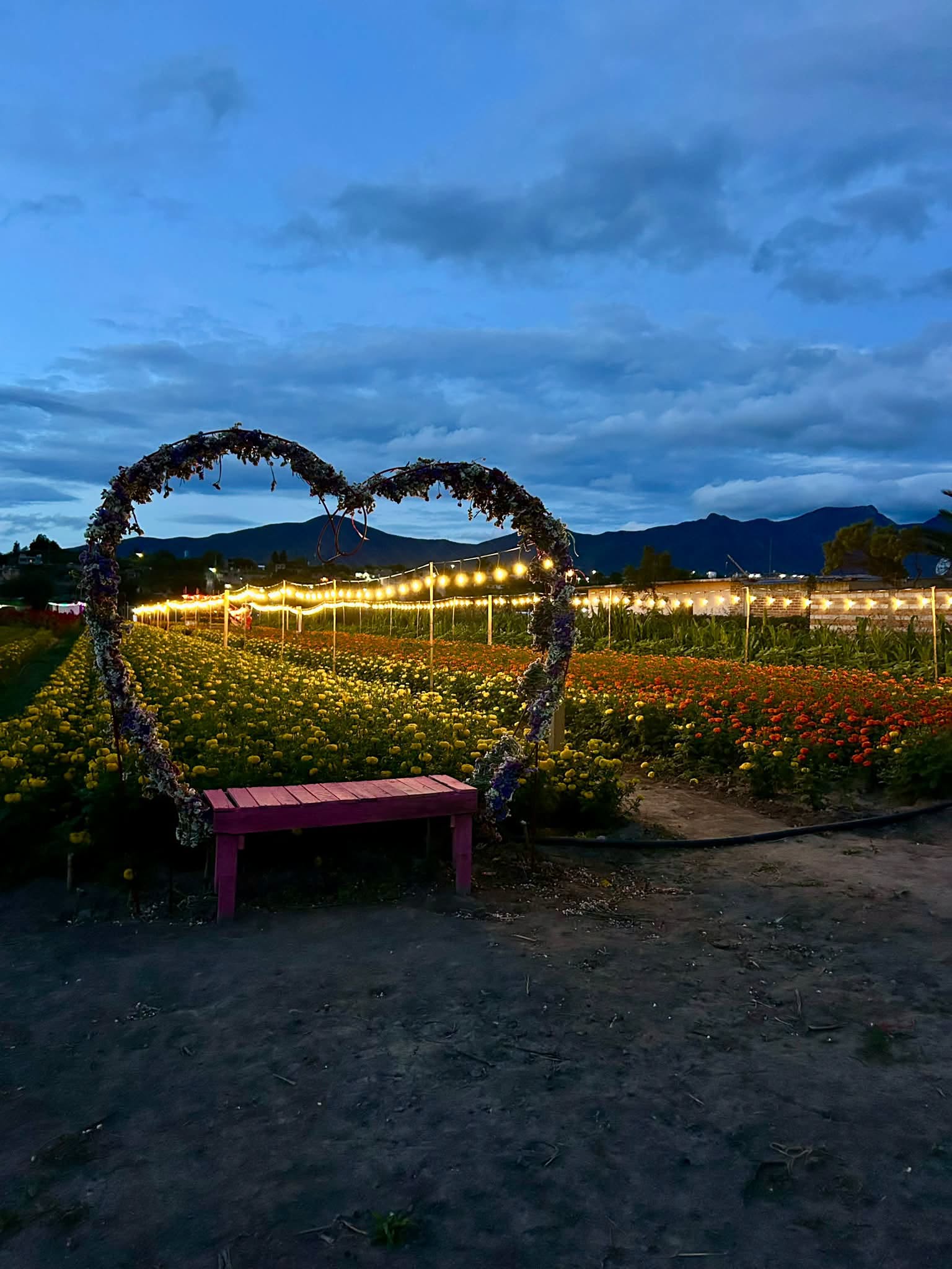 El Valle De Tlacolula Se Viste De Color Con El Festival De La Flor De Muerto En Union Zapata Oaxaca 4