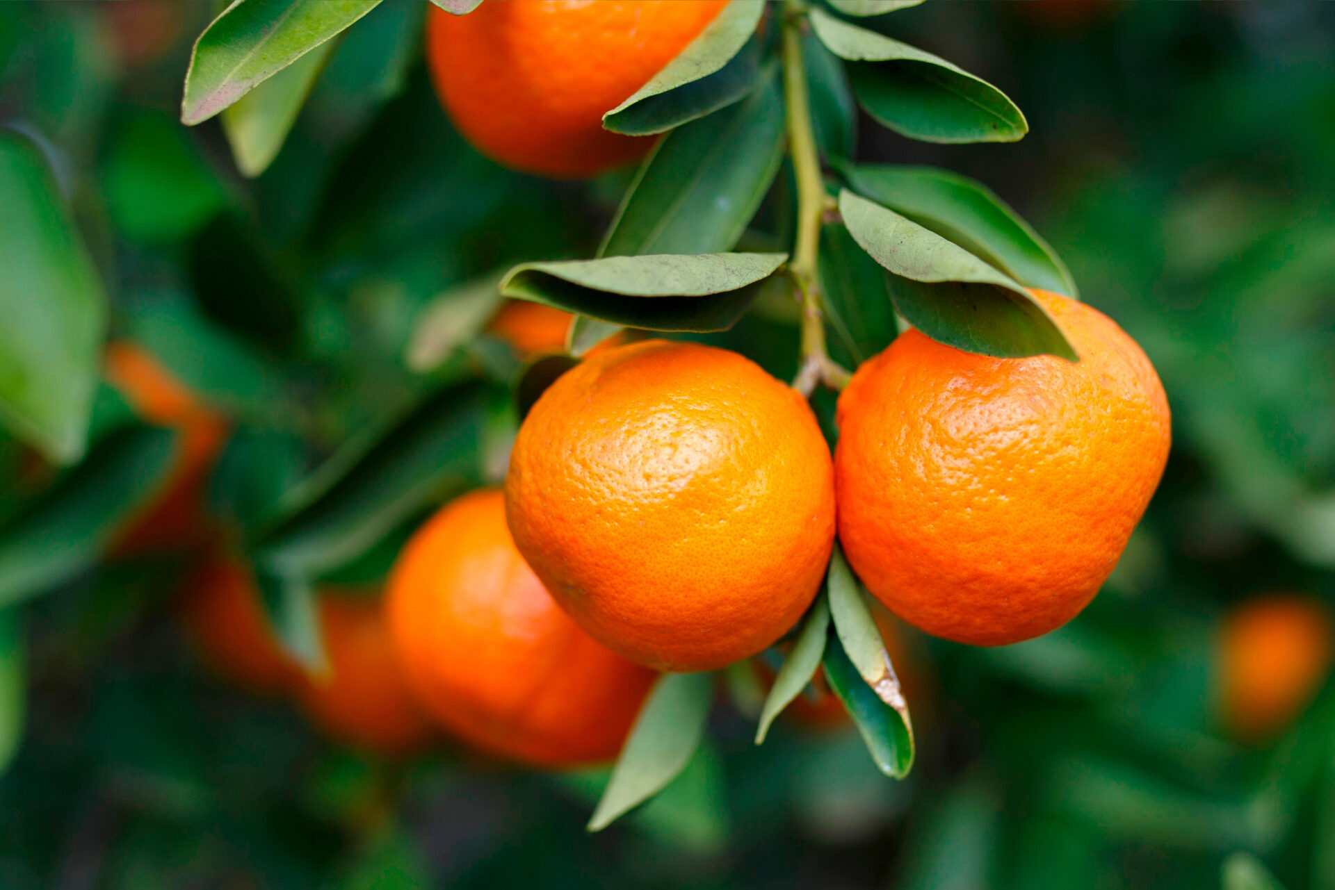Mandarina De Temporada Del Campo Veracruzano A La Cocina Del Sureste