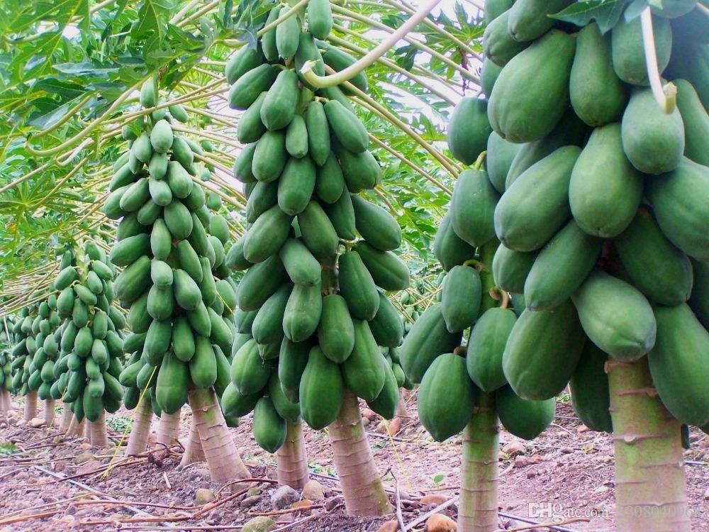 Papaya Del Sureste: Del Campo De Oaxaca, Chiapas Y Veracruz A La Mesa Mexicana