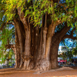 Raíces Y Tradición Descubre Las Leyendas Y El Programa Del Día Del Árbol Del Tule 2026 En Oaxaca