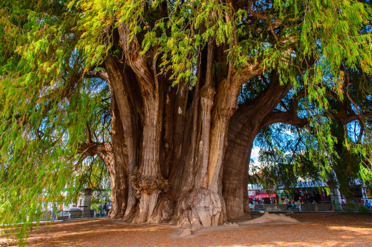 Raíces y tradición: Descubre las leyendas y el programa del Día del Árbol del Tule 2026 en Oaxaca