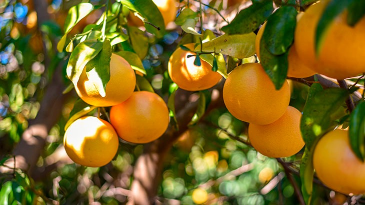 Toronja De Veracruz: Del Campo A Las Recetas De Otoño En El Sureste